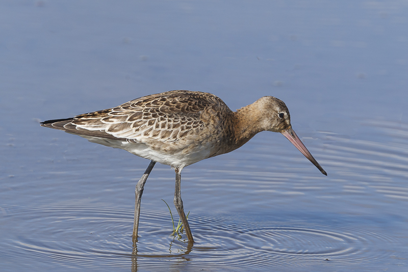 Black-tailed Godwit