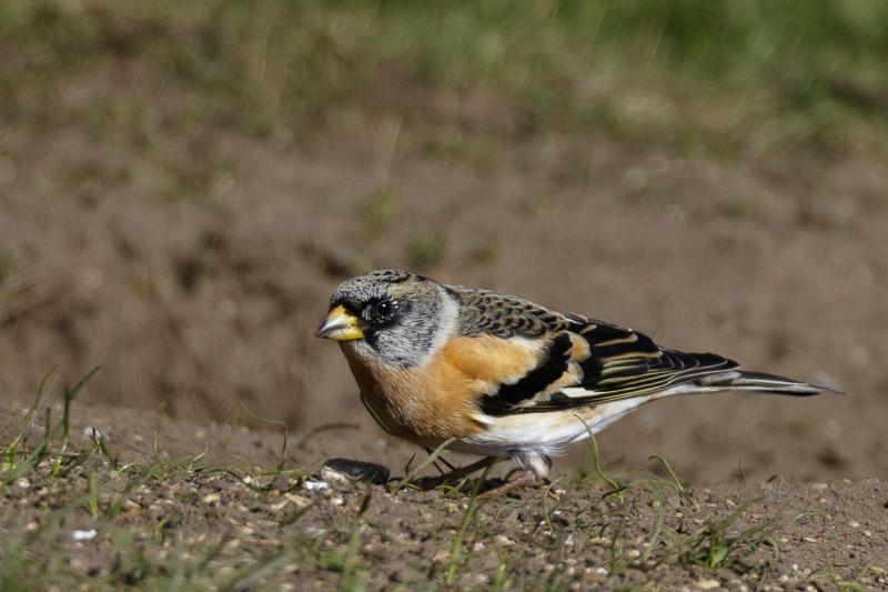 Brambling (male)