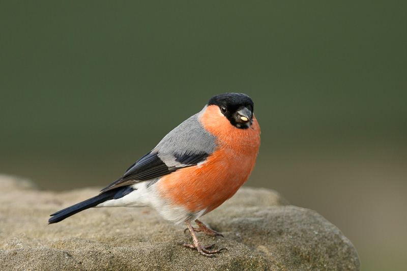 Bullfinch (male)