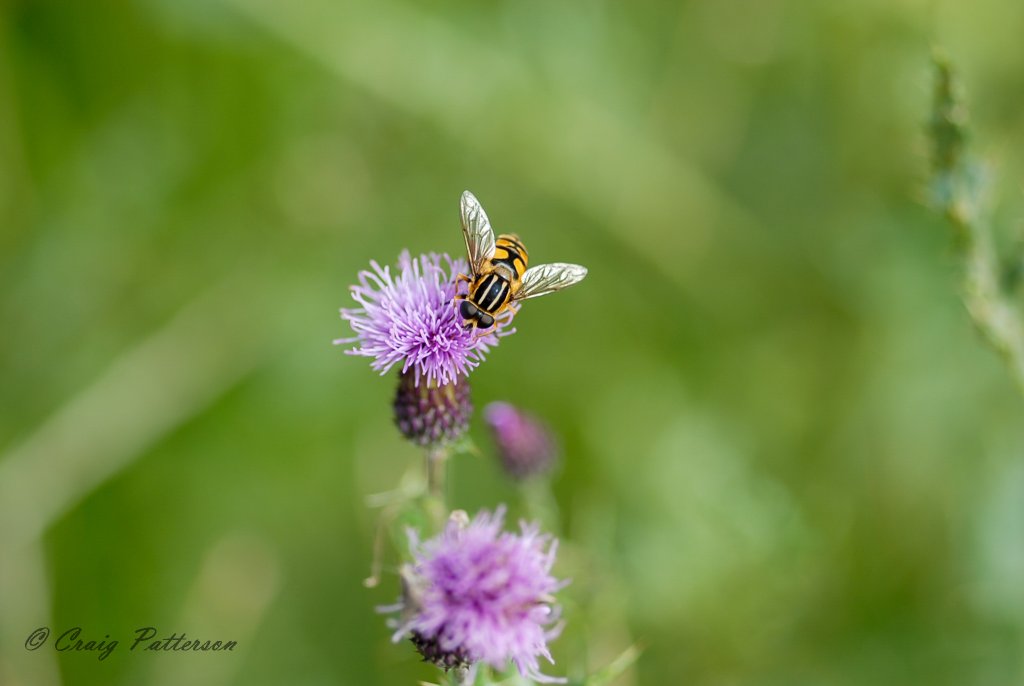Buzz time