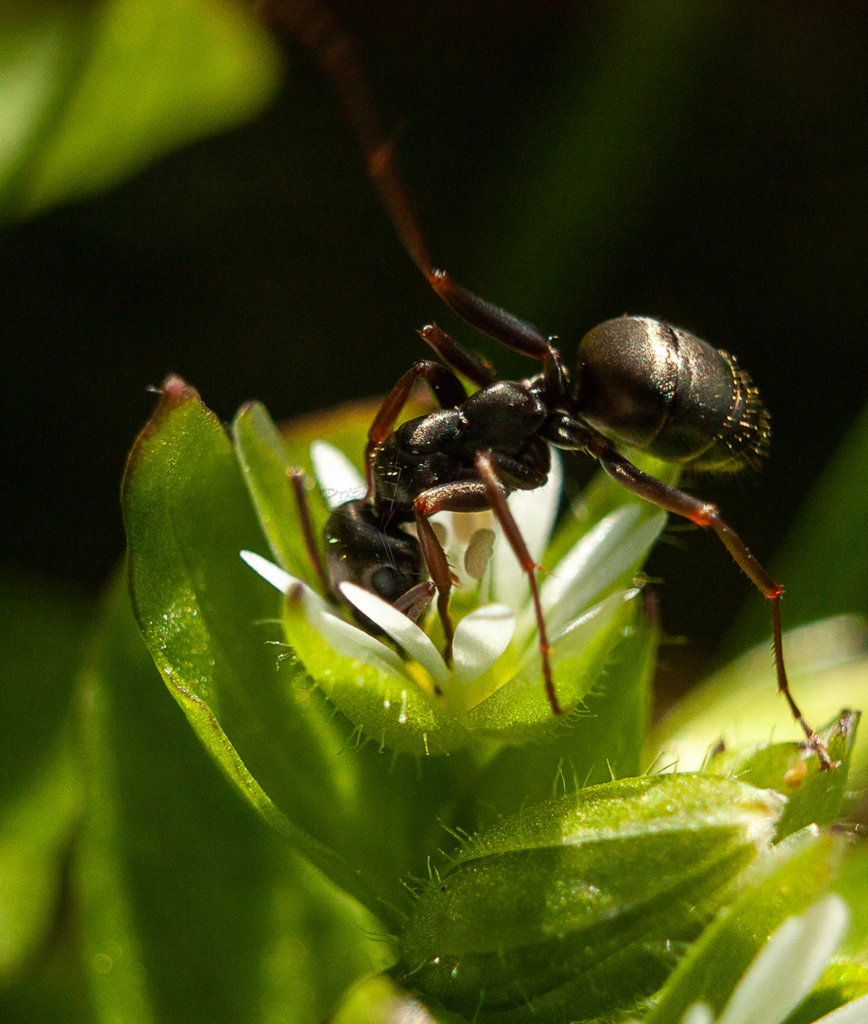 Carpenter-ant-on-chickweed-pixelsontherocks.jpg