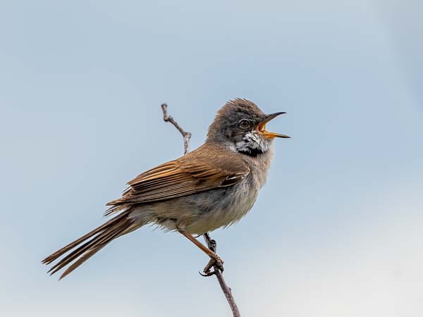 Common Whitethroat