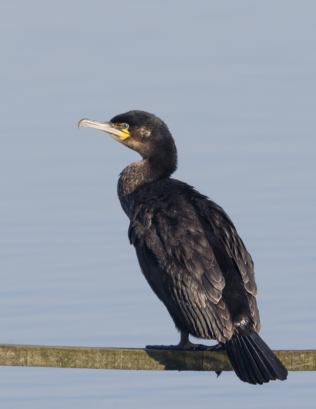 Cormorant