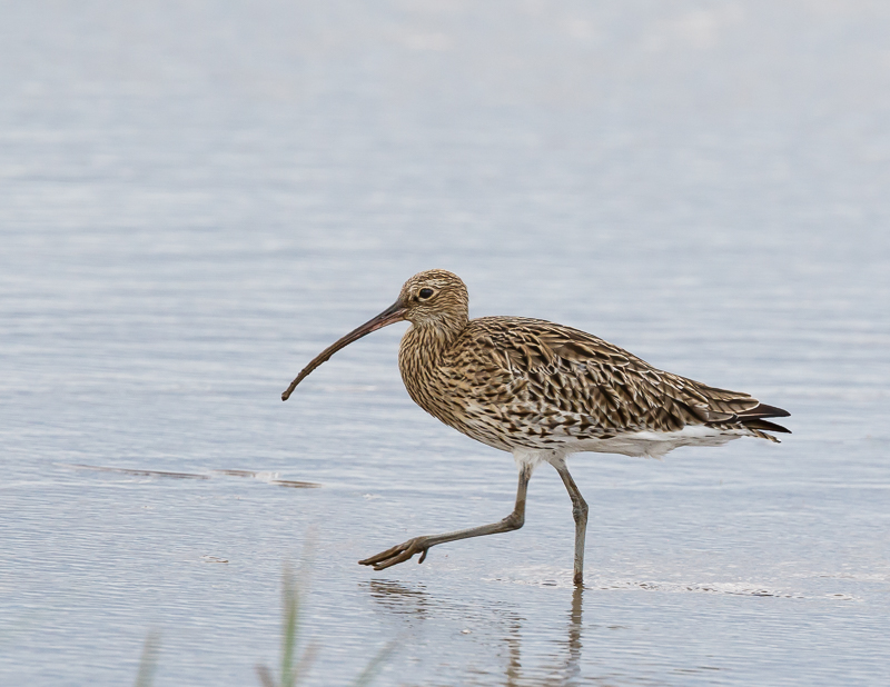 Curlew