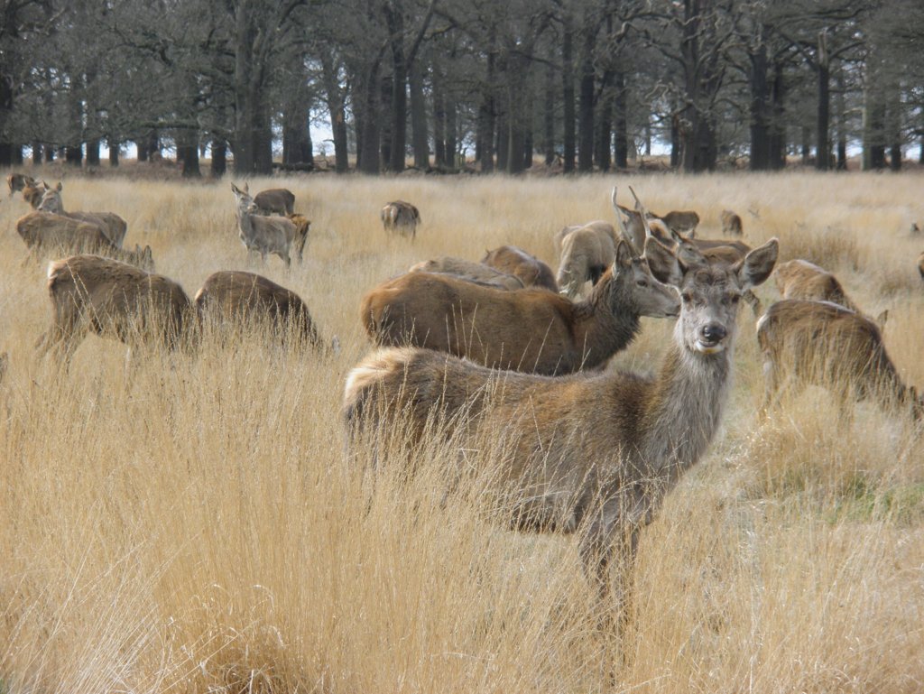 Deer Richmond Park