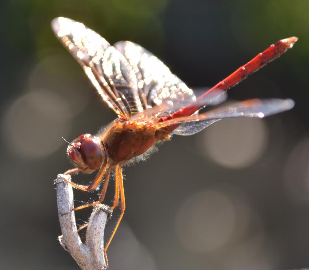 DFly