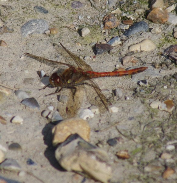 dragonfly