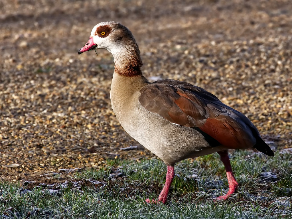 Egyptian Goose.jpg