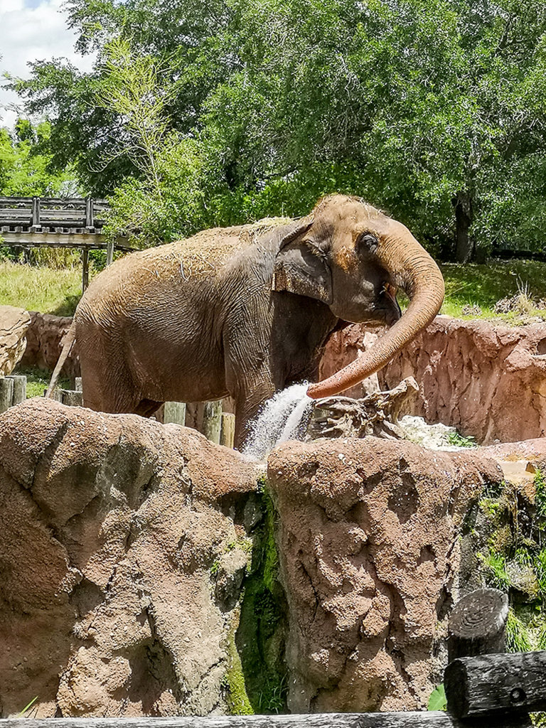 Elephant