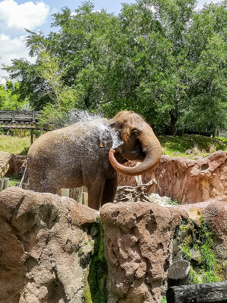Elephant