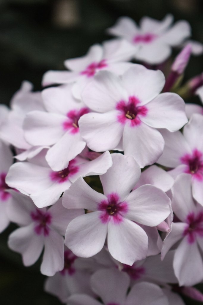 Flowers. Taken on Nikon D5300 and edited in Lightroom Mobile.