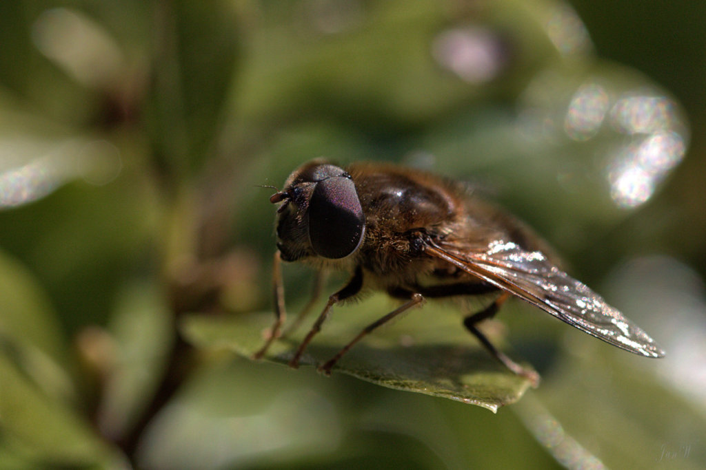 Fly 200325.jpg