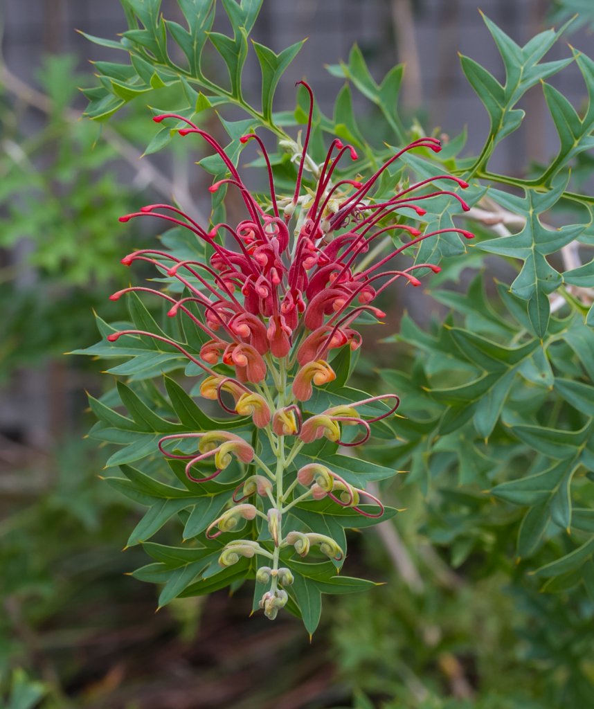 Fuchsia Grevillea. Grevillea bipinnitifida.