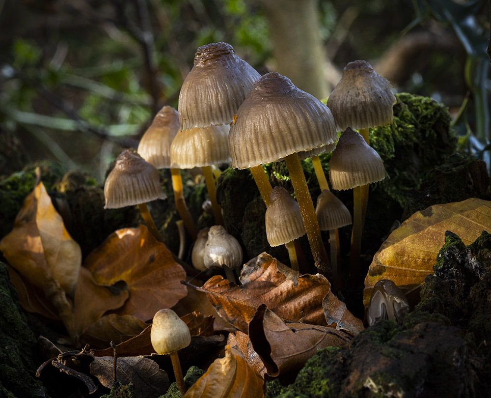 Fungus group.jpg