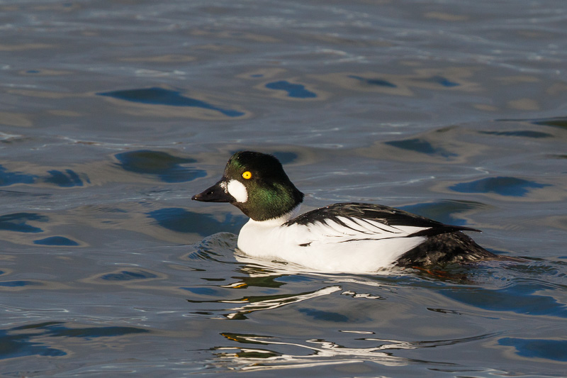Goldeneye (male)