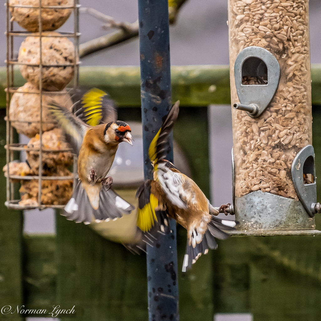 Goldfinch (Carduelis carduelis)-2.JPG
