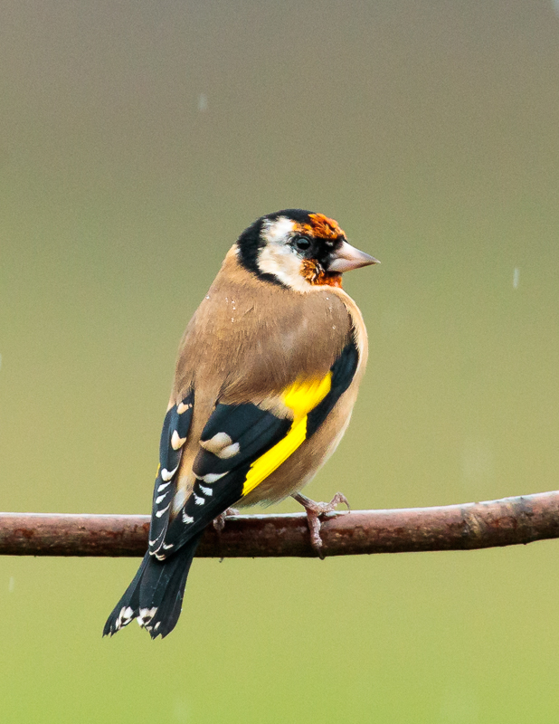 Goldfinch