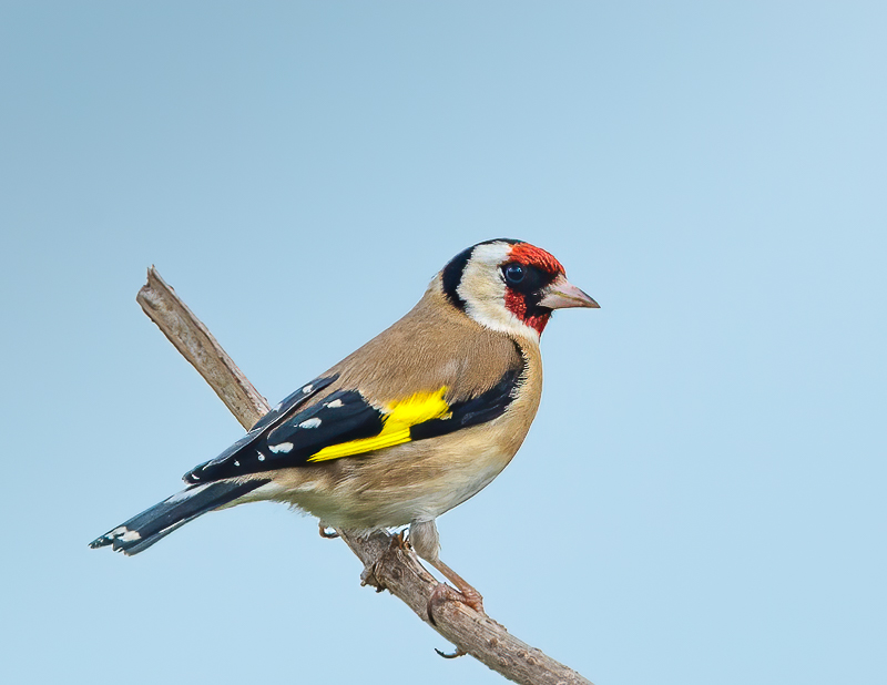 Goldfinch