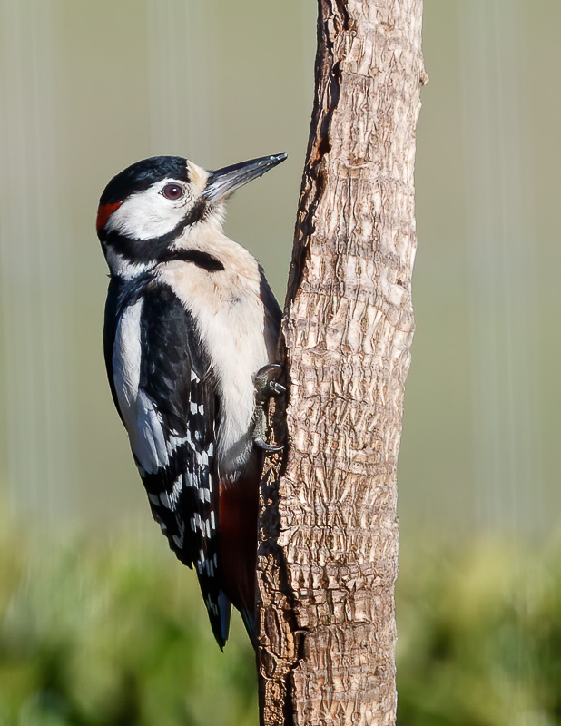Great Spotted Woodpecker