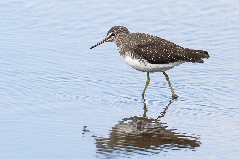 Green Sandpiper