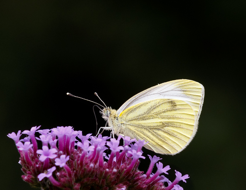 Green-veined White