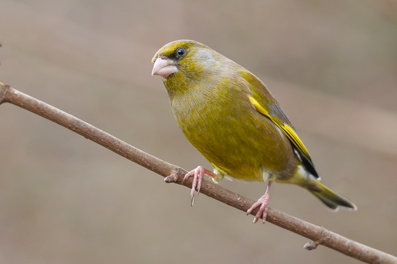 Greenfinch