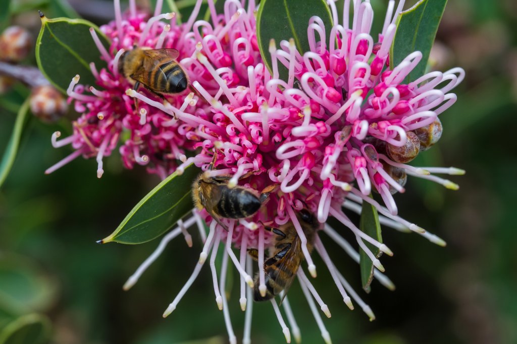 Hakea 'Burrandong Beauty'.