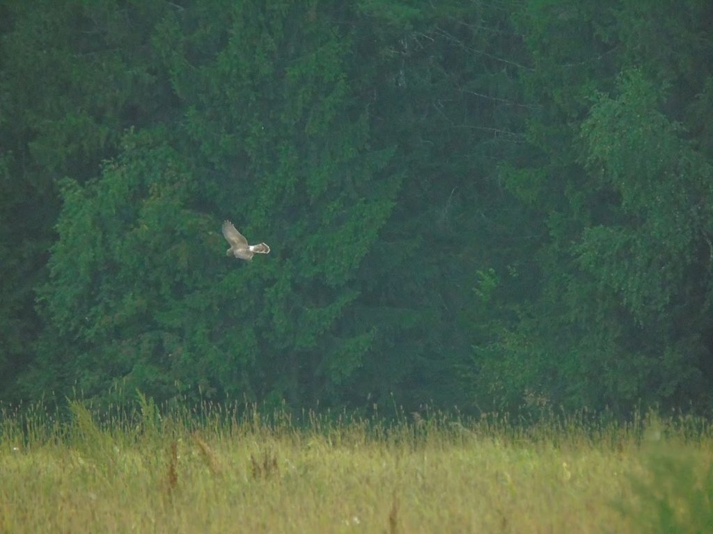 Hen harrier displaying for me
