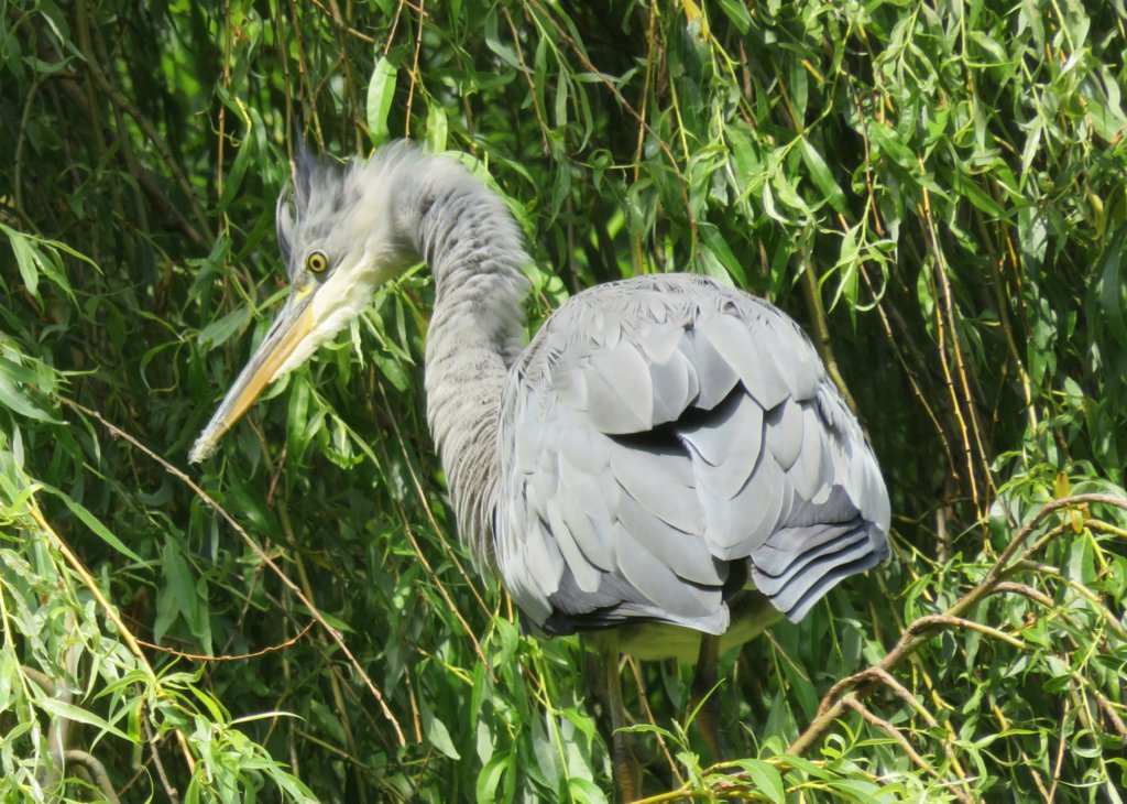 Heron In A Willow Tree
