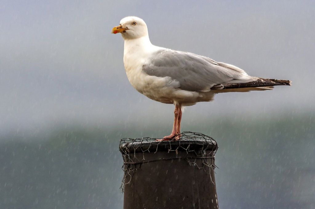 Herring Gulls