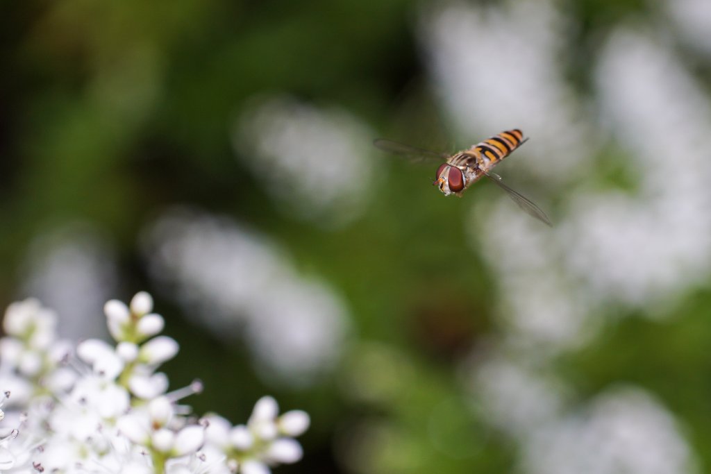 Hoverflies 3