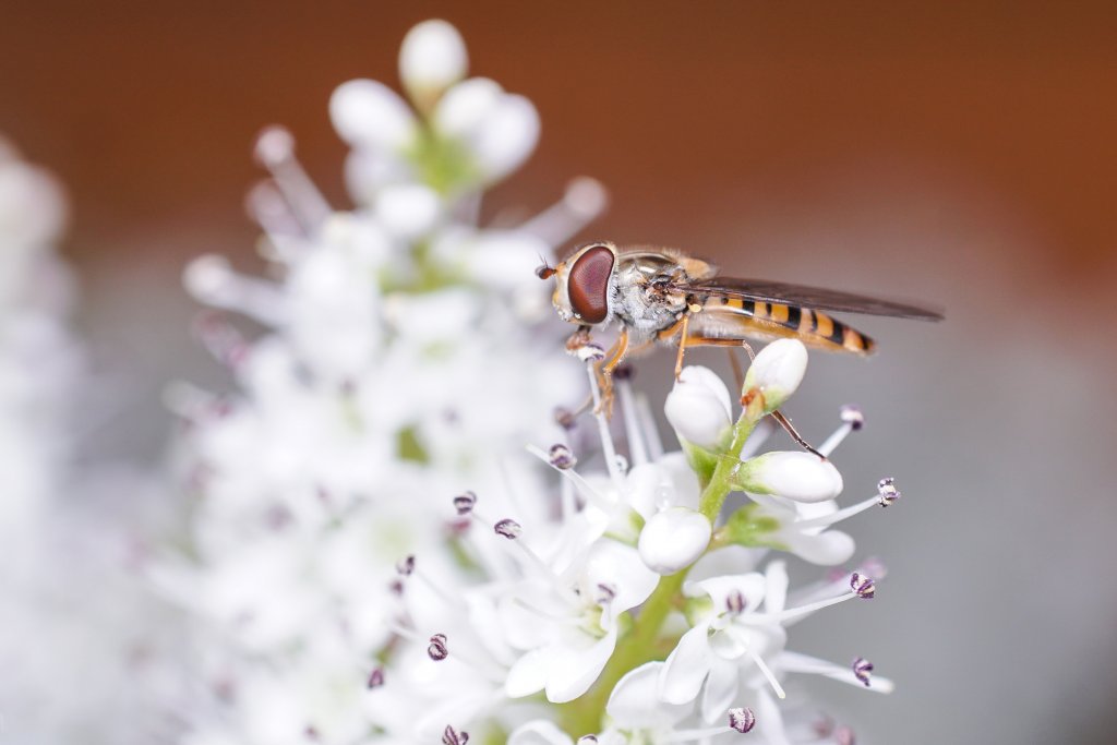 Hoverflies