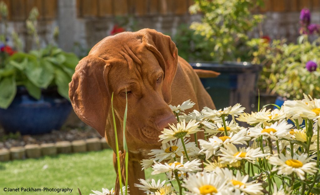 Hugo the Vizsla