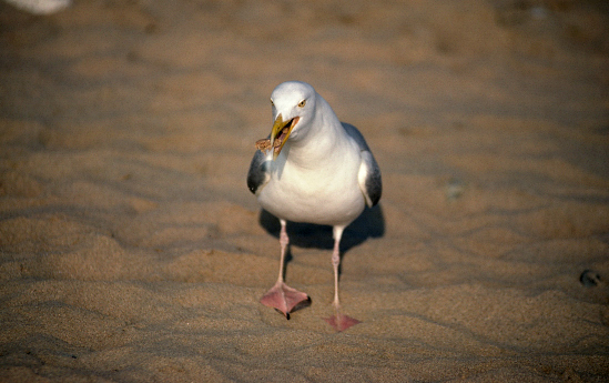 IMAGE002s.jpg
