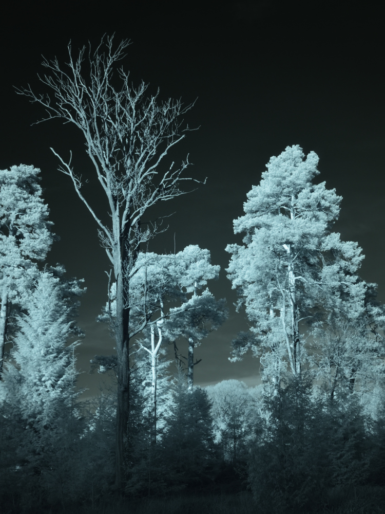 IR Picture Speech House 2.JPG