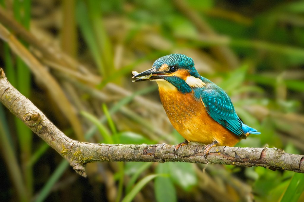 Kingfisher (Alcedo atthis) juvenile