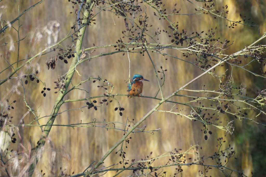 Kingfisher