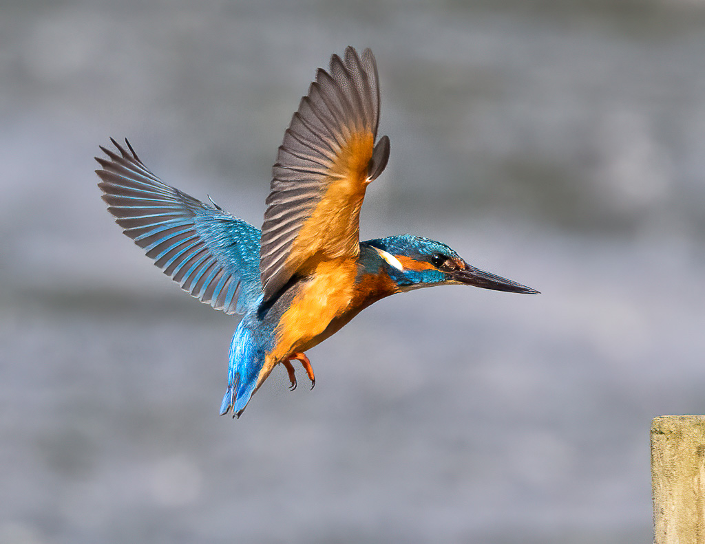 Kingfisher