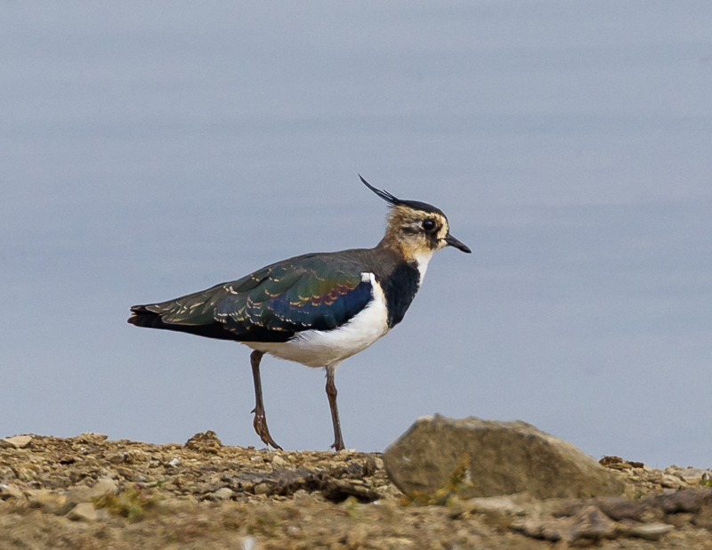 Lapwing