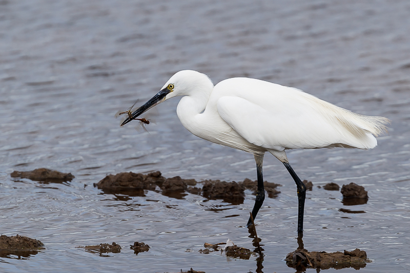 Little Egret with lunch