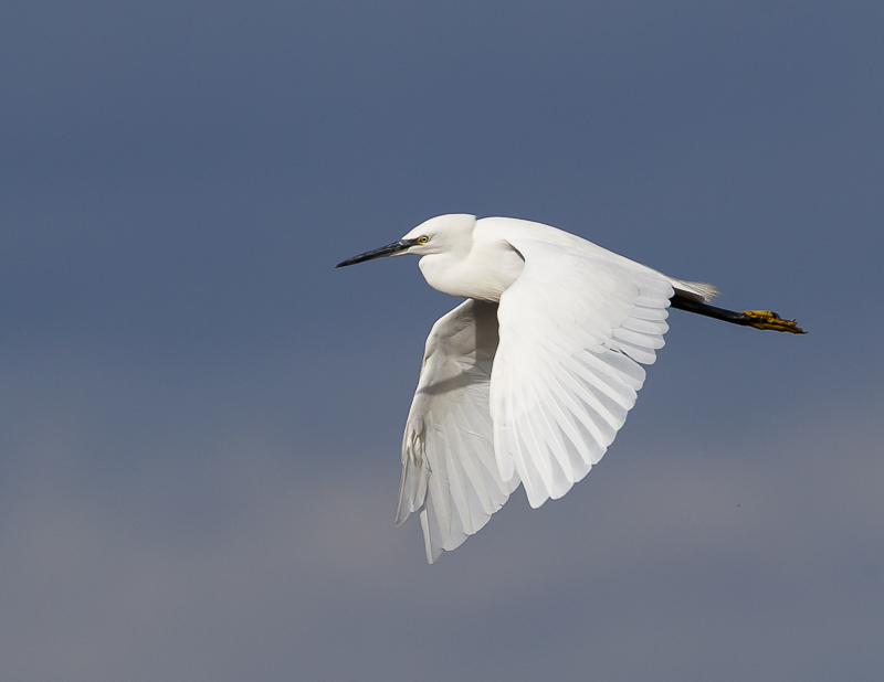 Little Egret