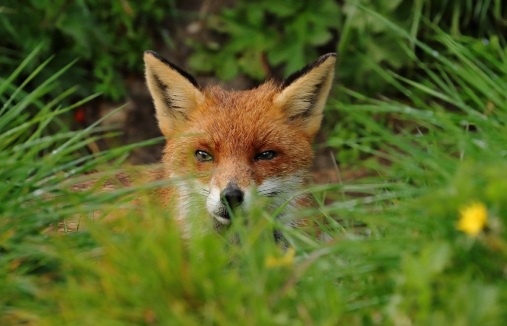 Lurking fox