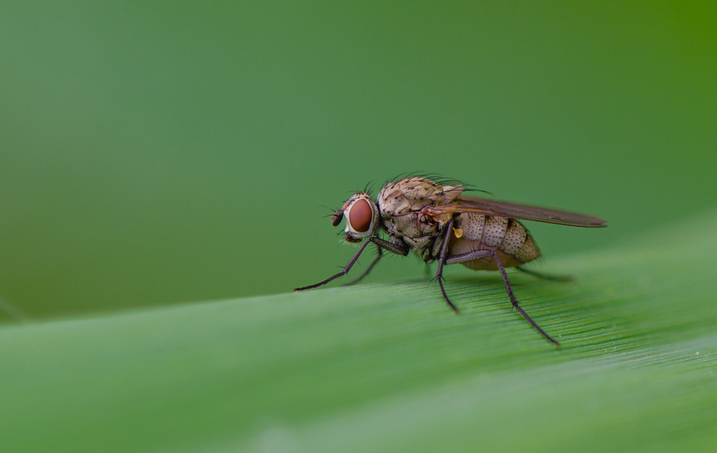 Macro Fly