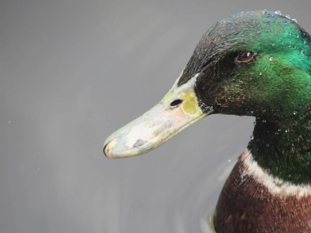 Mallard Closeup