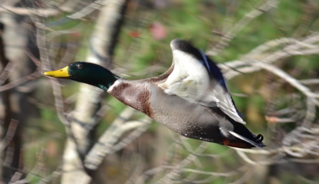 Mallard