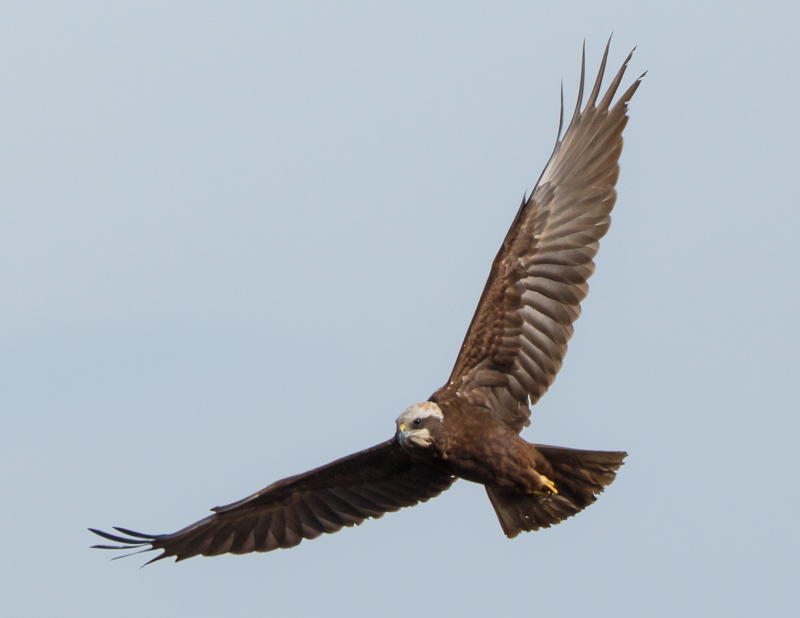 Marsh Harrier (f)