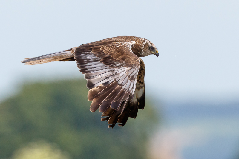 Marsh Harrier