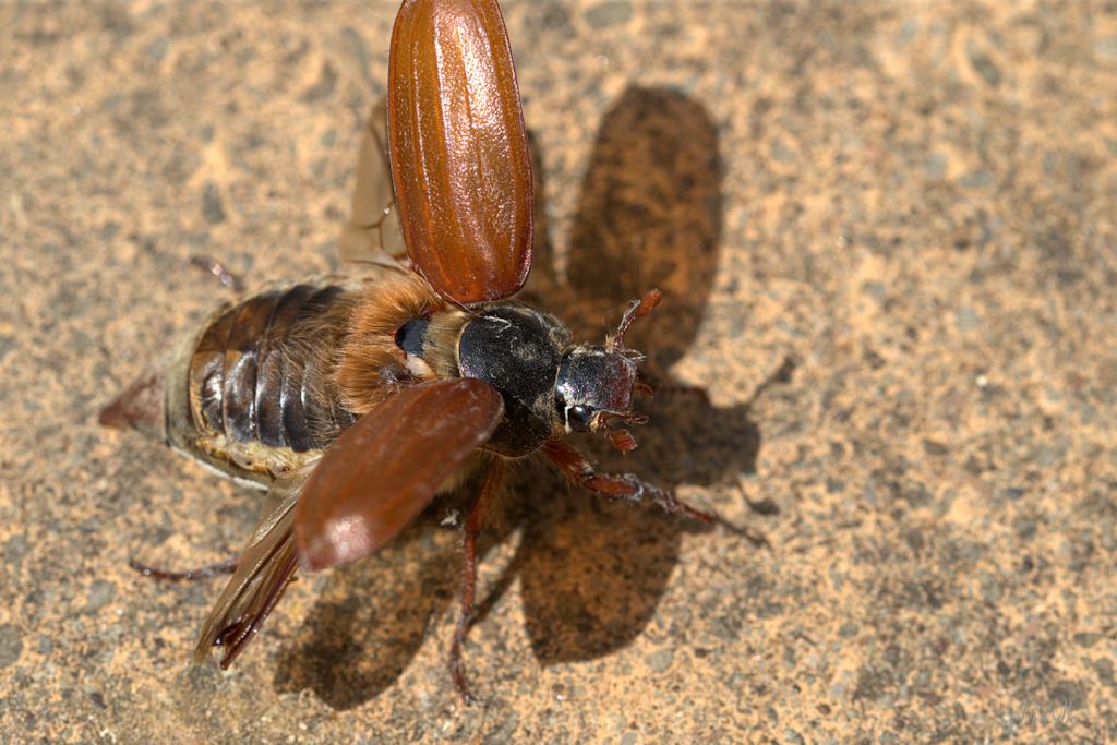 May bug.jpg