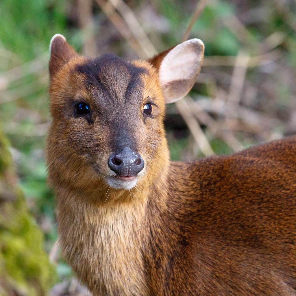 Muntjac