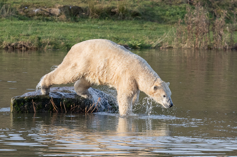 Nissan taking a dive